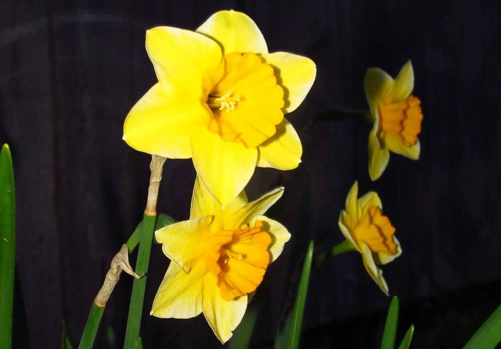 Photo of Jonquilla Daffodil (Narcissus 'Derringer') uploaded by jmorth