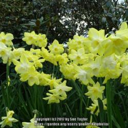 Location: RHS Harlow Carr, Yorkshire
Date: 2017-04-23