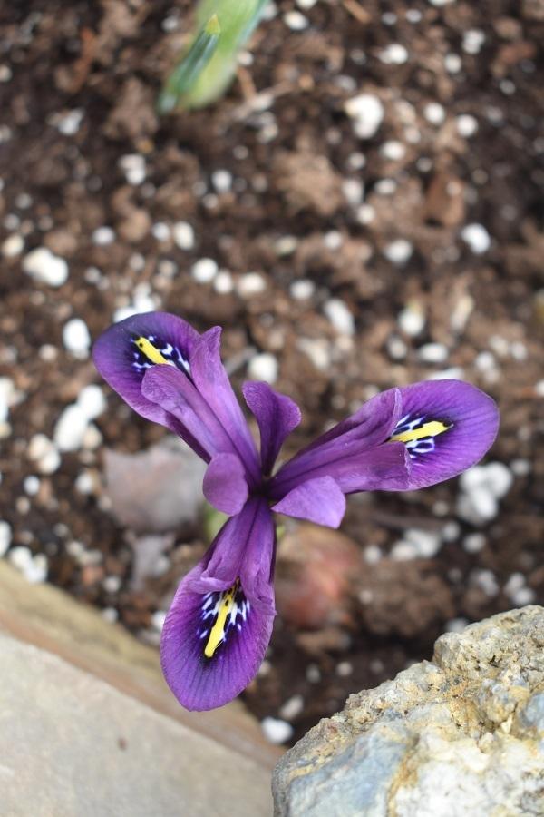 Photo of Reticulated Iris (Iris reticulata 'J. S. Dijt') uploaded by pixie62560