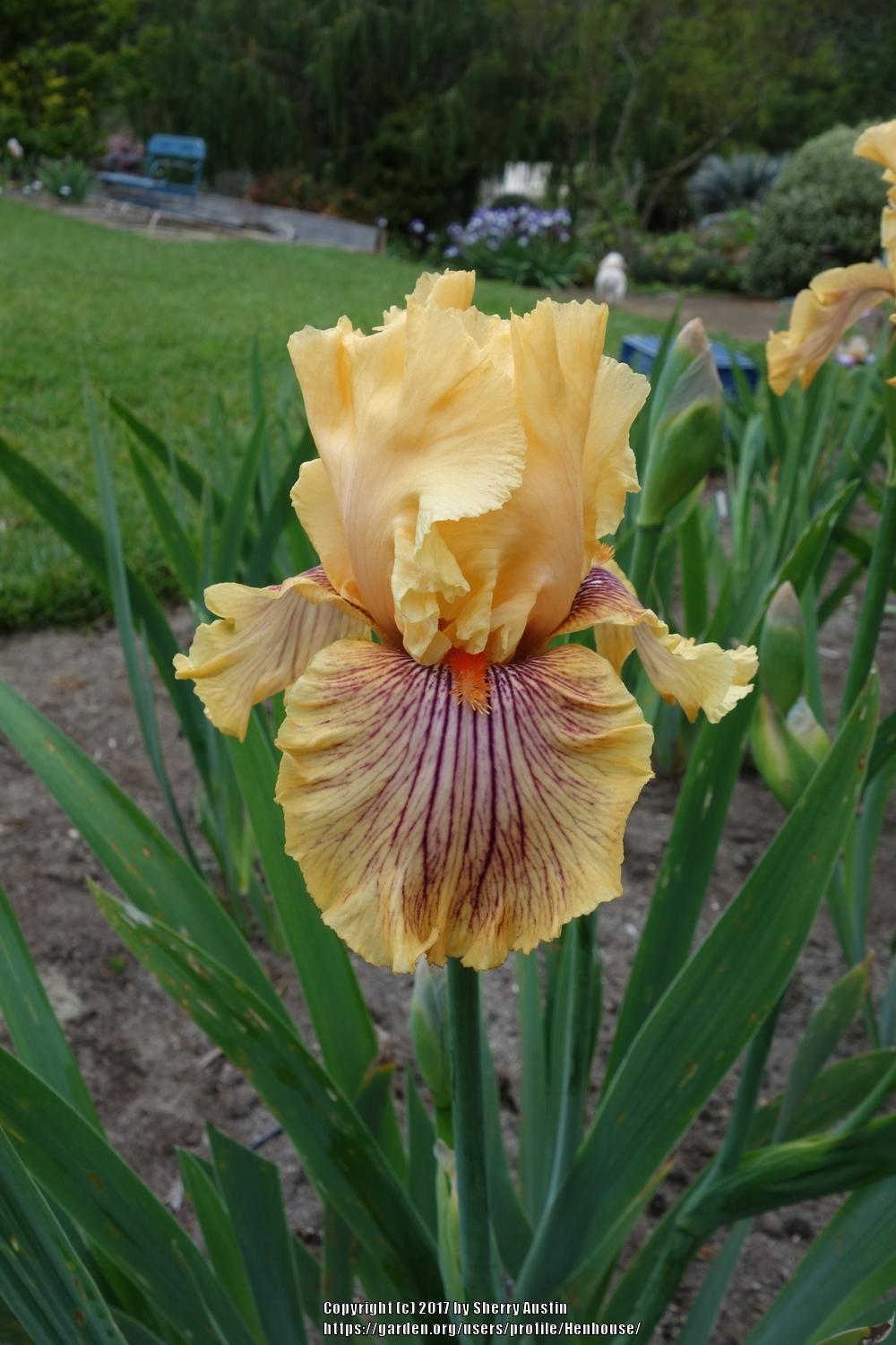Photo of Tall Bearded Iris (Iris 'Jeanne Clay Plank') uploaded by Henhouse