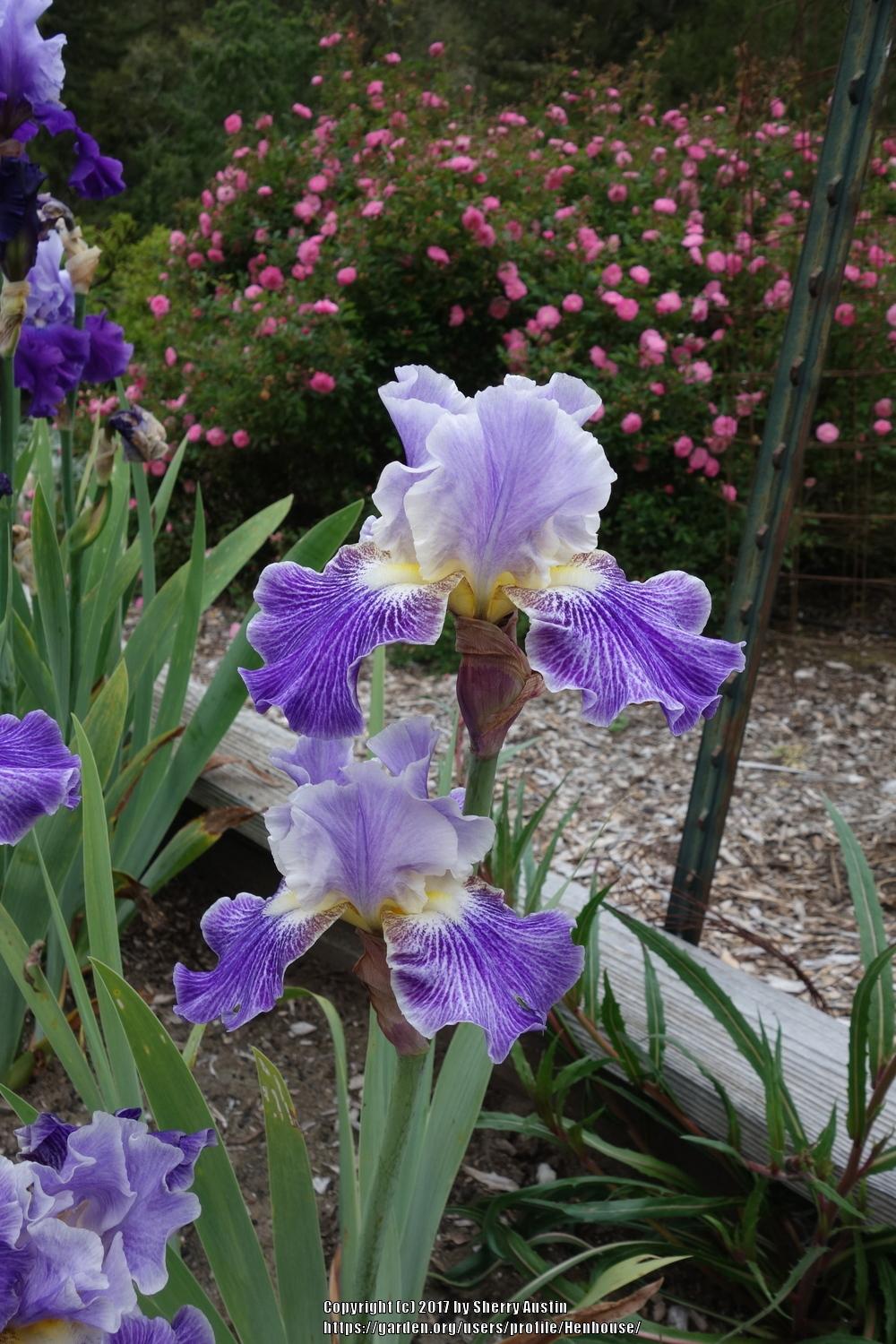 Photo of Tall Bearded Iris (Iris 'I I Stutter') uploaded by Henhouse
