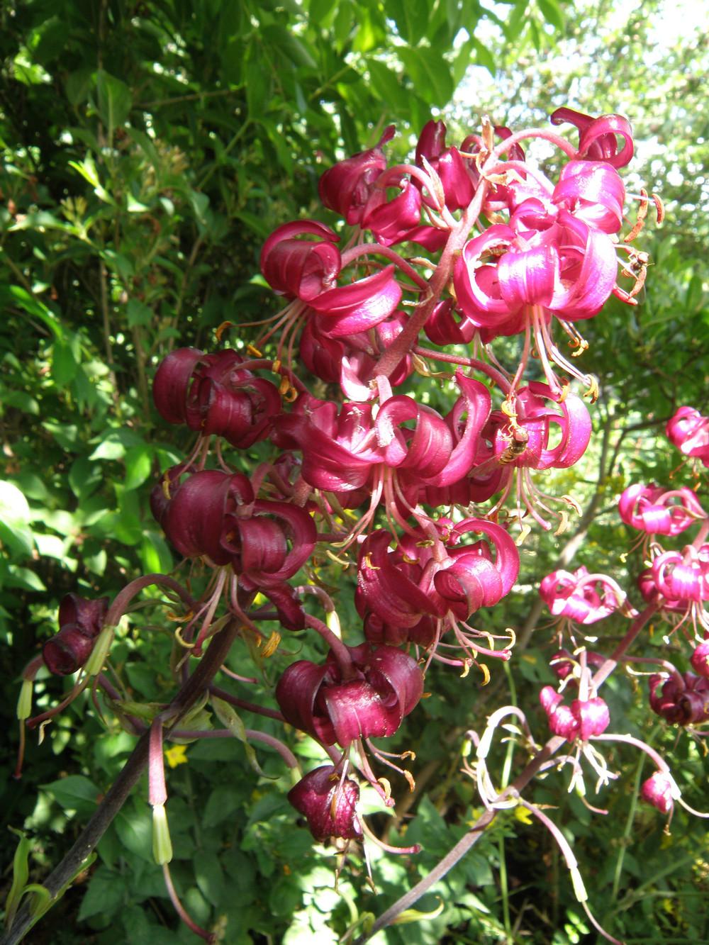 Photo of Martagon Lily (Lilium martagon) uploaded by IrisLilli