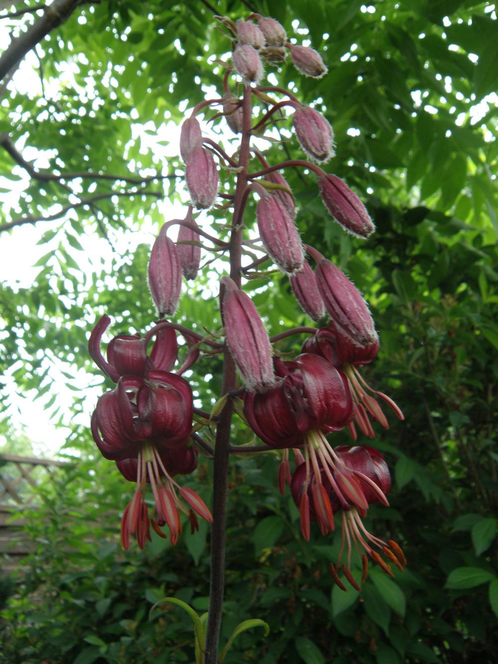 Photo of Martagon Lily (Lilium martagon) uploaded by IrisLilli
