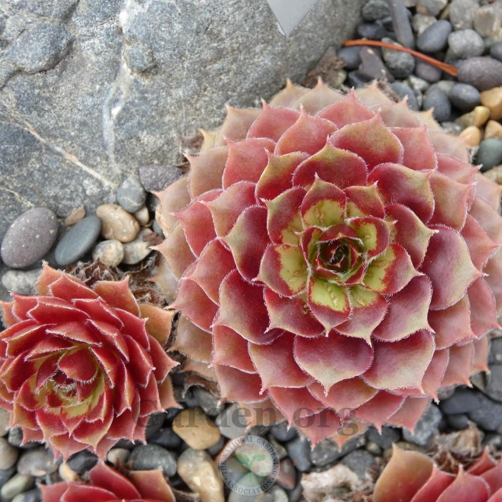 Photo of Hen and Chicks (Sempervivum 'Ohioan') uploaded by Patty