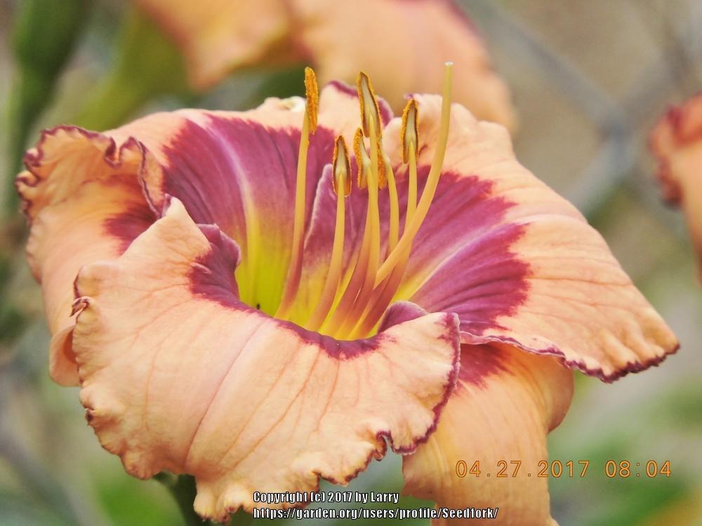 Photo of Daylily (Hemerocallis 'Heaven's Portals') uploaded by Seedfork