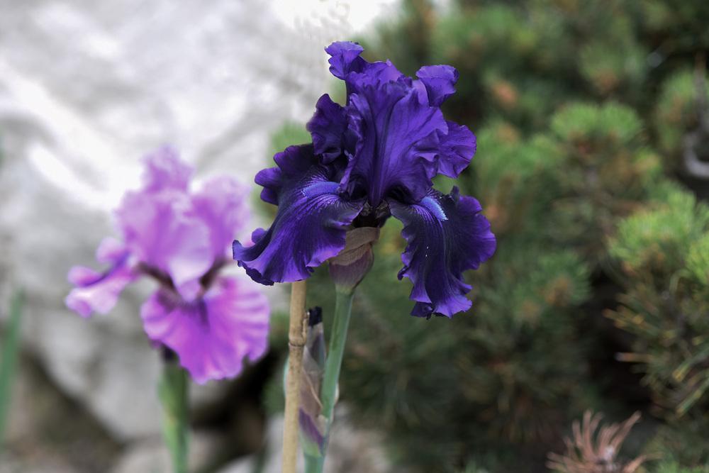 Photo of Tall Bearded Iris (Iris 'Magnificent Masterpiece') uploaded by cliftoncat