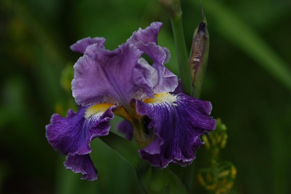 Photo of Tall Bearded Iris (Iris 'Duplication') uploaded by cliftoncat