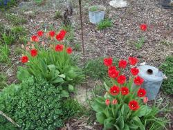 Thumb of 2017-04-27/gardenglassgems/9a6727