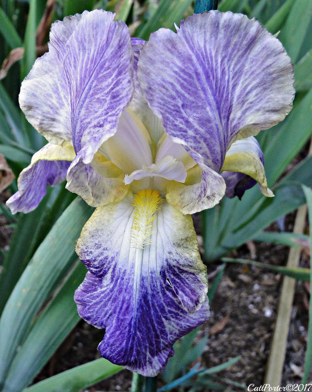 Photo of Tall Bearded Iris (Iris 'Moonlit Sea') uploaded by golden_goddess