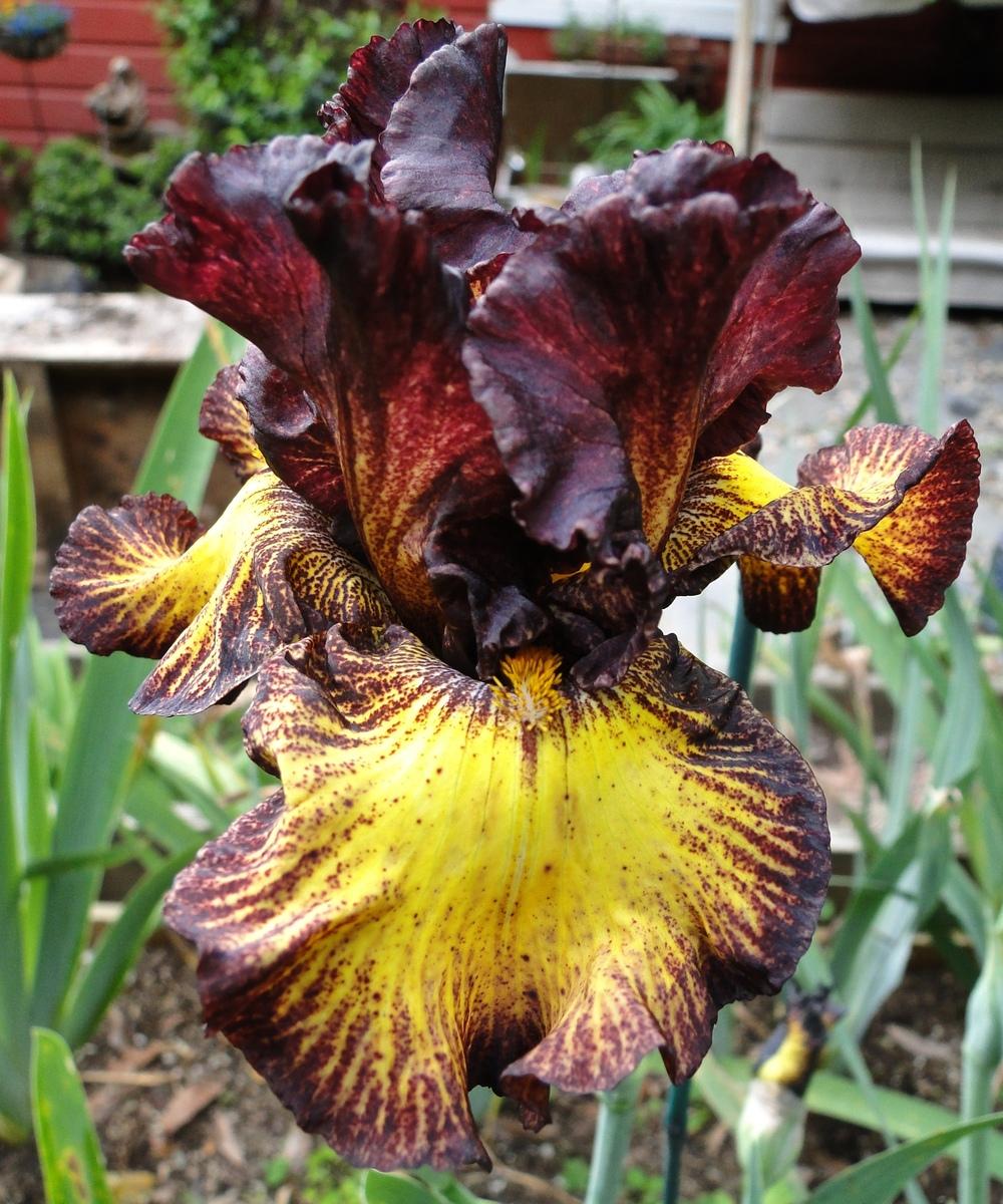 Photo of Tall Bearded Iris (Iris 'Tuscan Summer') uploaded by golden_goddess