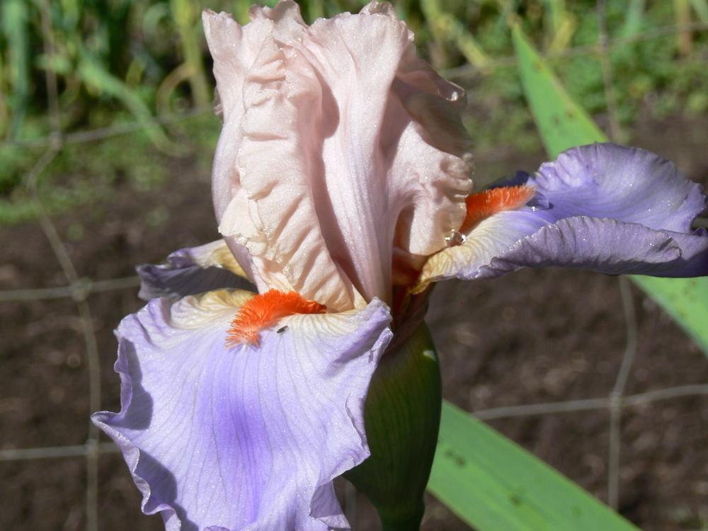 Photo of Tall Bearded Iris (Iris 'French Cancan') uploaded by janwax
