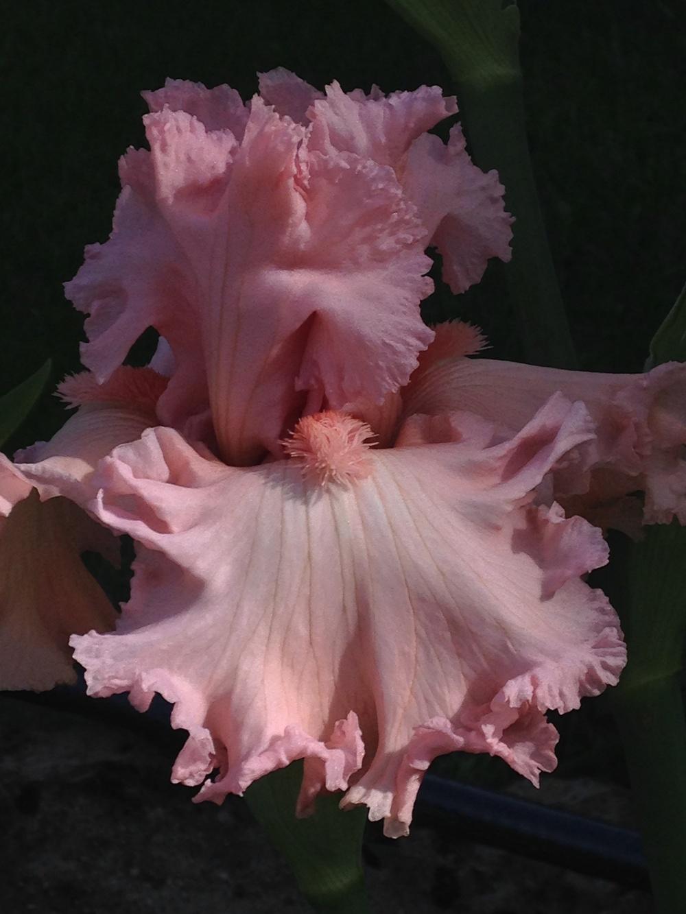 Photo of Tall Bearded Iris (Iris 'Strawberry Shake') uploaded by lilpod13