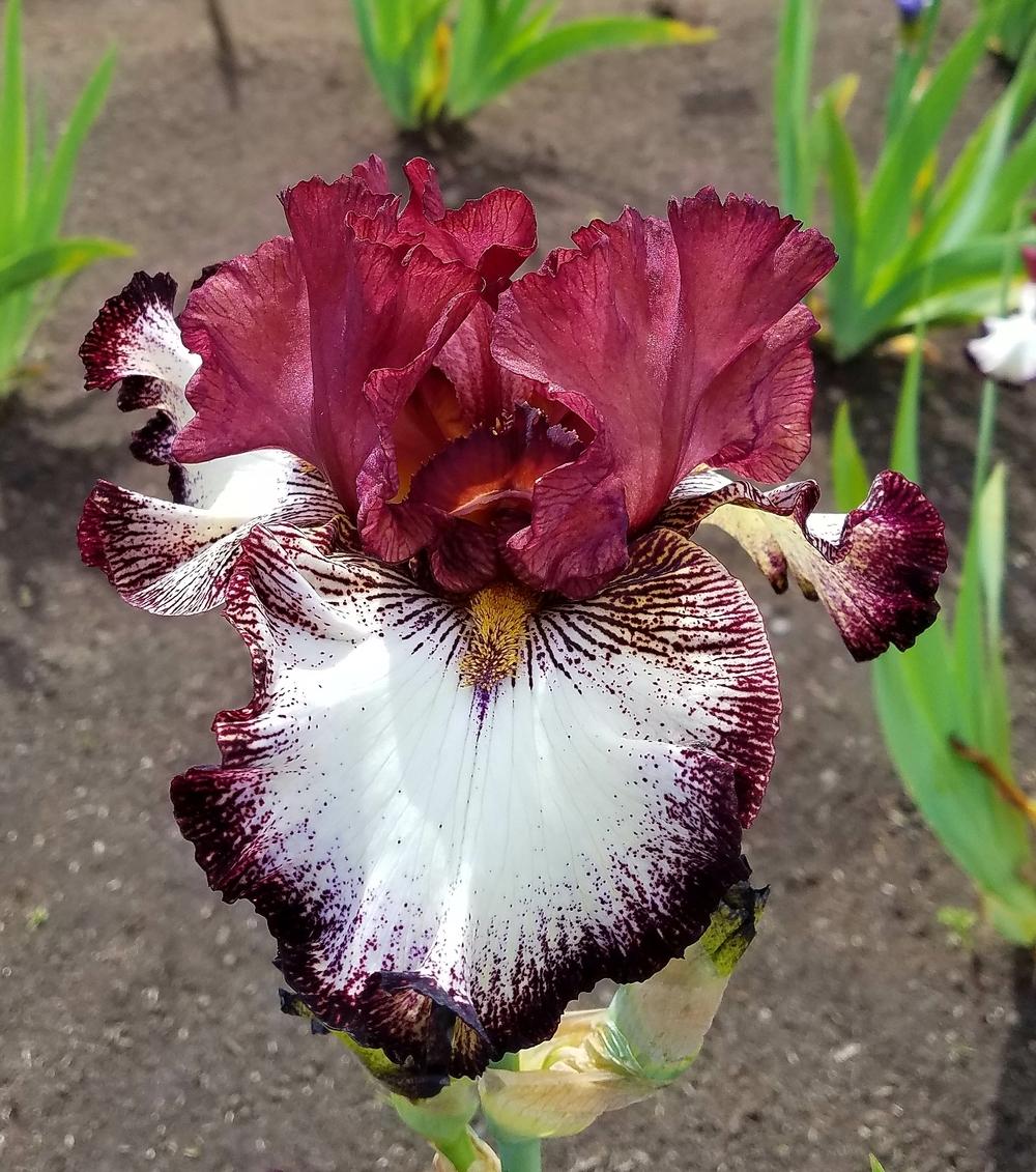 Photo of Tall Bearded Iris (Iris 'Ghirardelli Square') uploaded by mesospunky