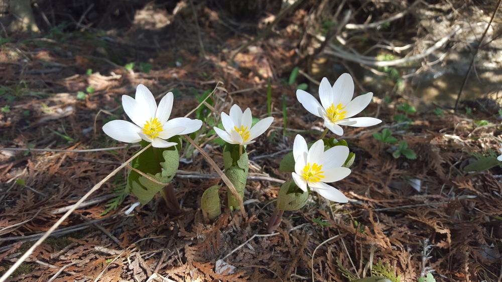 Photo of Bloodroot (Sanguinaria canadensis) uploaded by Anne