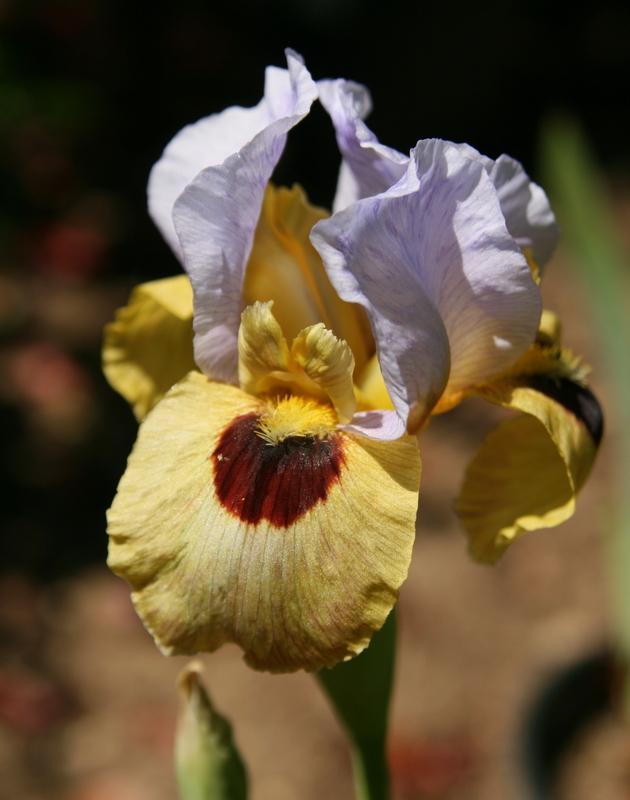 Photo of Arilbred Iris (Iris 'Silent Sentry') uploaded by Calif_Sue