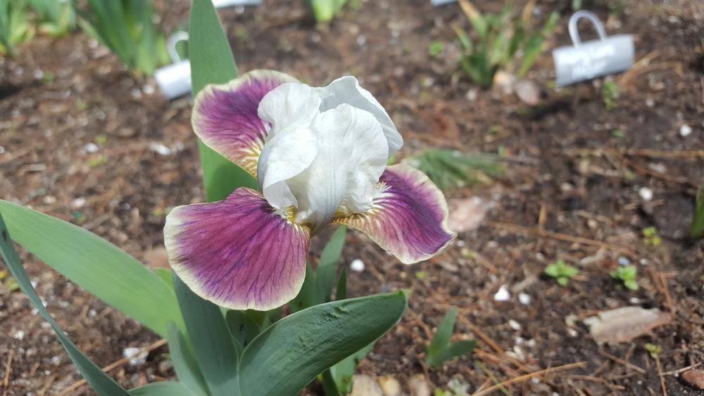 Photo of Standard Dwarf Bearded Iris (Iris 'Reddy Set') uploaded by Dachsylady86