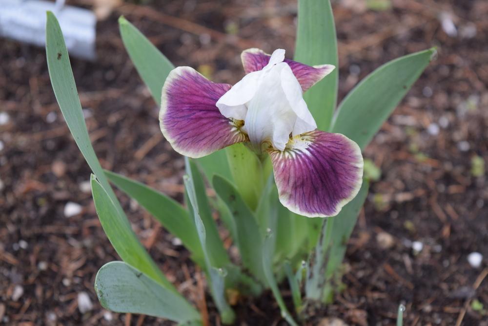 Photo of Standard Dwarf Bearded Iris (Iris 'Reddy Set') uploaded by Dachsylady86