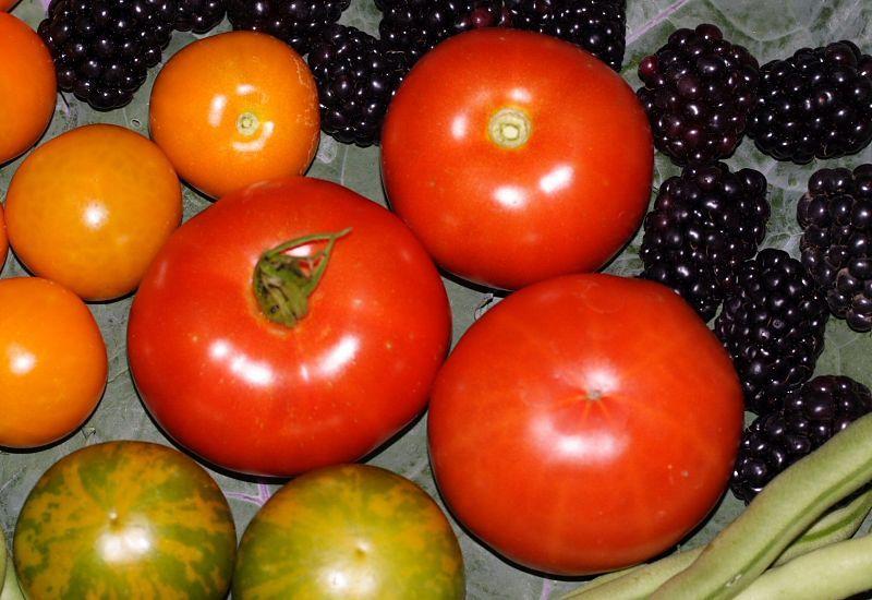 Photo of Tomato (Solanum lycopersicum 'Stupice') uploaded by DianeSeeds