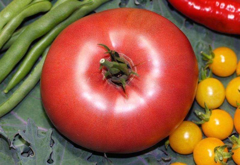 Photo of Tomato (Solanum lycopersicum 'Brandywine, Sudduth Strain') uploaded by DianeSeeds