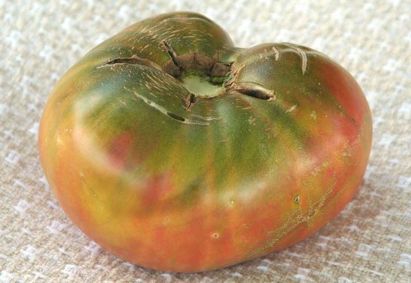 Photo of Tomato (Solanum lycopersicum 'Ananas Noire') uploaded by DianeSeeds