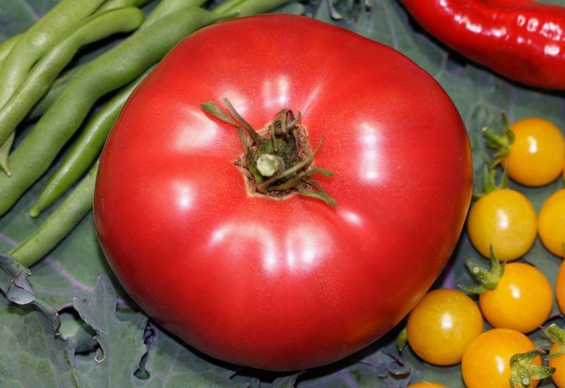 Photo of Tomato (Solanum lycopersicum 'Mexico') uploaded by DianeSeeds