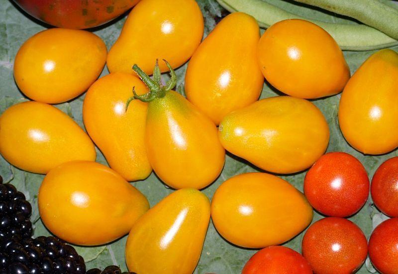 Photo of Tomato (Solanum lycopersicum 'Ildi') uploaded by DianeSeeds