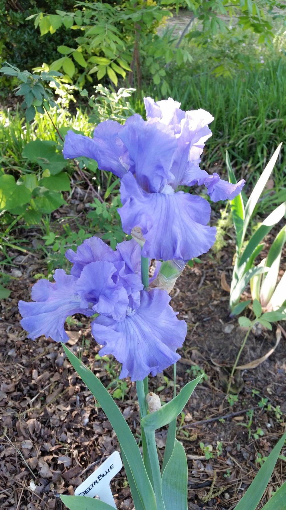 Photo of Tall Bearded Iris (Iris 'Delta Blues') uploaded by FAIRYROSE