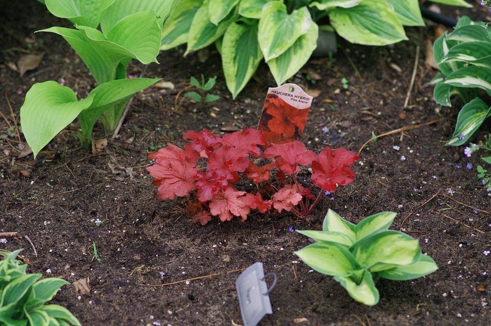 Photo of Coral Bells (Heuchera 'Fire Alarm') uploaded by Rose1656