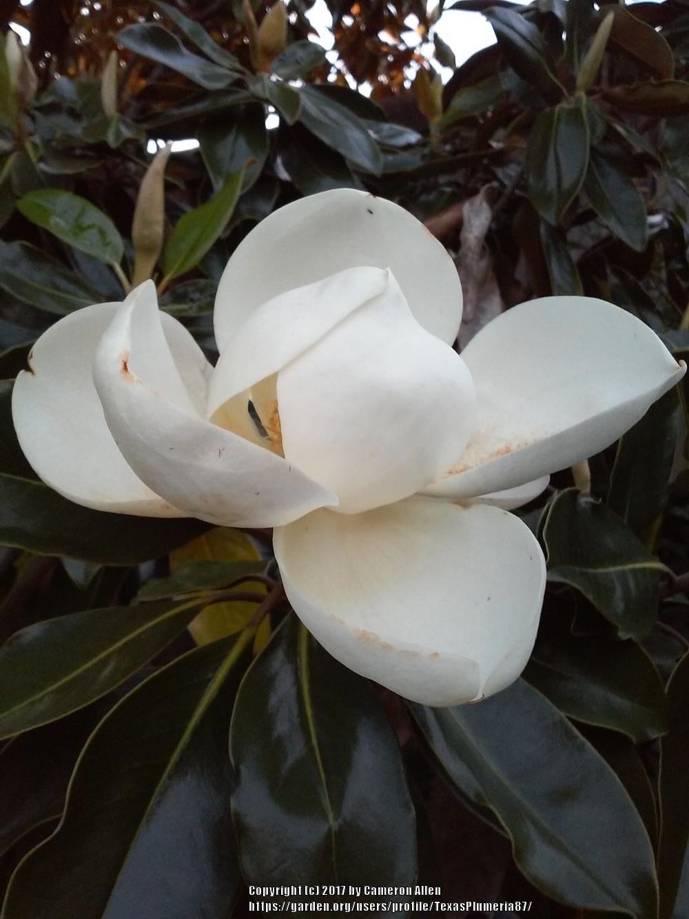 Photo of Southern Magnolia (Magnolia grandiflora 'Little Gem') uploaded by TexasPlumeria87