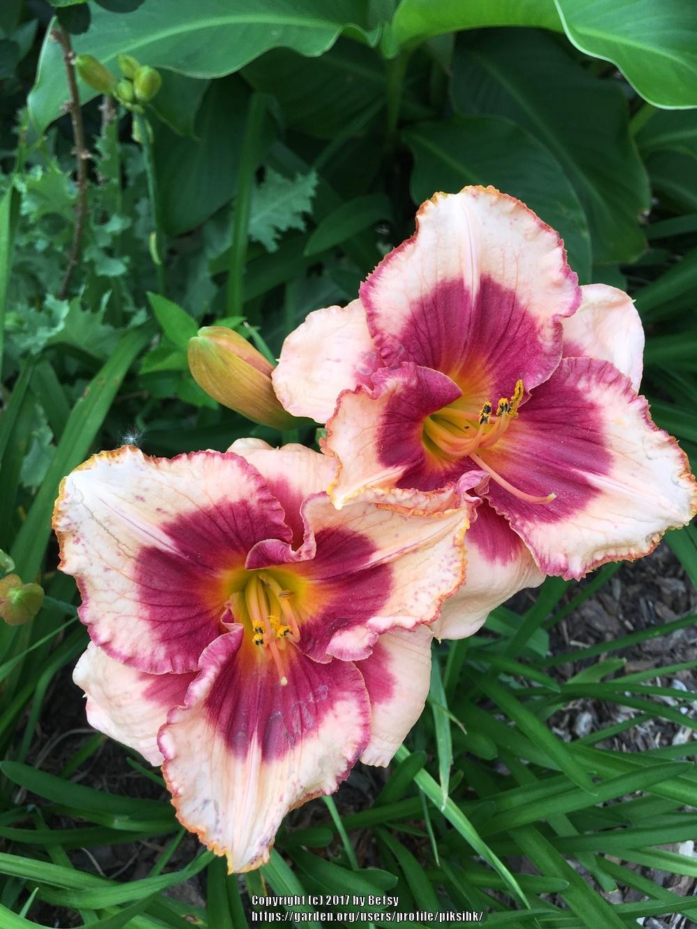 Photo of Daylily (Hemerocallis 'Can You See Me Now') uploaded by piksihk