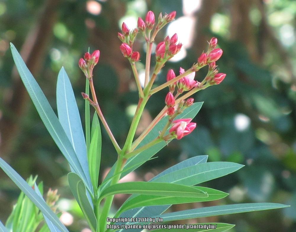 Oleanders Plant Care and Collection of Varieties