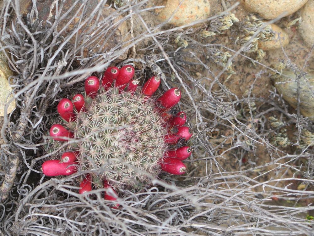 Photo of California Fishhook Cactus (Cochemiea dioica) uploaded by Baja_Costero
