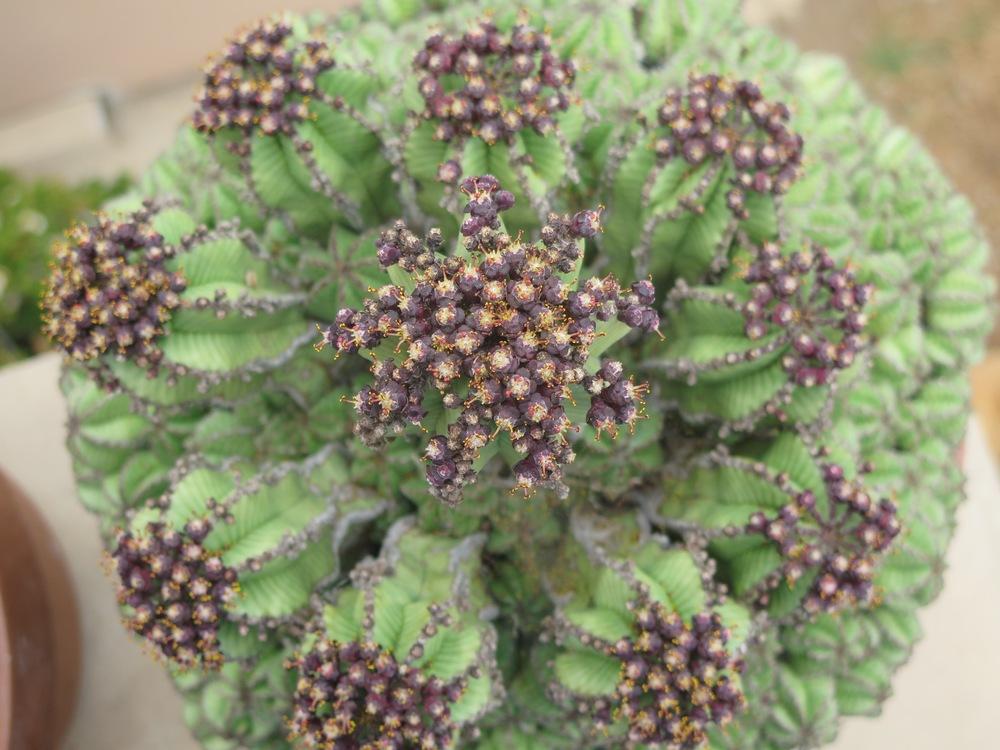 Photo of Euphorbia (Euphorbia polygona var. anoplia) uploaded by Baja_Costero