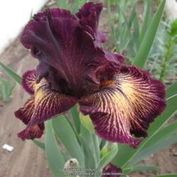 Location: Las Cruces, NM
Date: 2017-04-14
Tall Bearded Iris Drama Queen