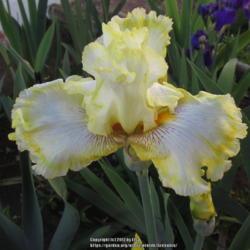 Location: Las Cruces, NM
Date: 2017-04-15
Tall Bearded Iris Double Ringer