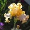 Tall Bearded Iris Easter Lace