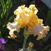 Tall Bearded Iris Easter Lace