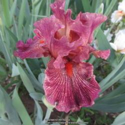 Location: Las Cruces, NM
Date: 2017-04-16
Tall Bearded Iris Double Vision