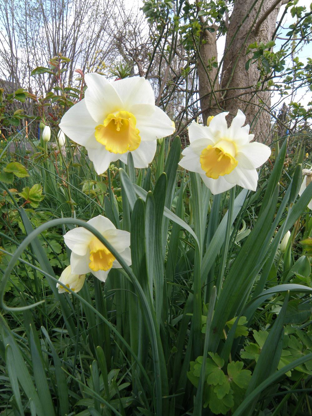 Photo of Large-cupped Daffodil (Narcissus 'Salome') uploaded by IrisLilli