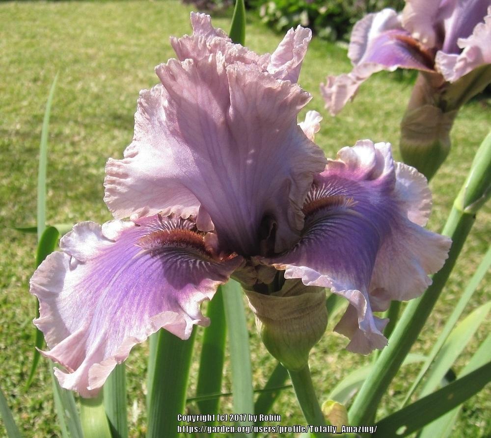 Photo of Tall Bearded Iris (Iris 'Sirocco Mist') uploaded by Totally_Amazing