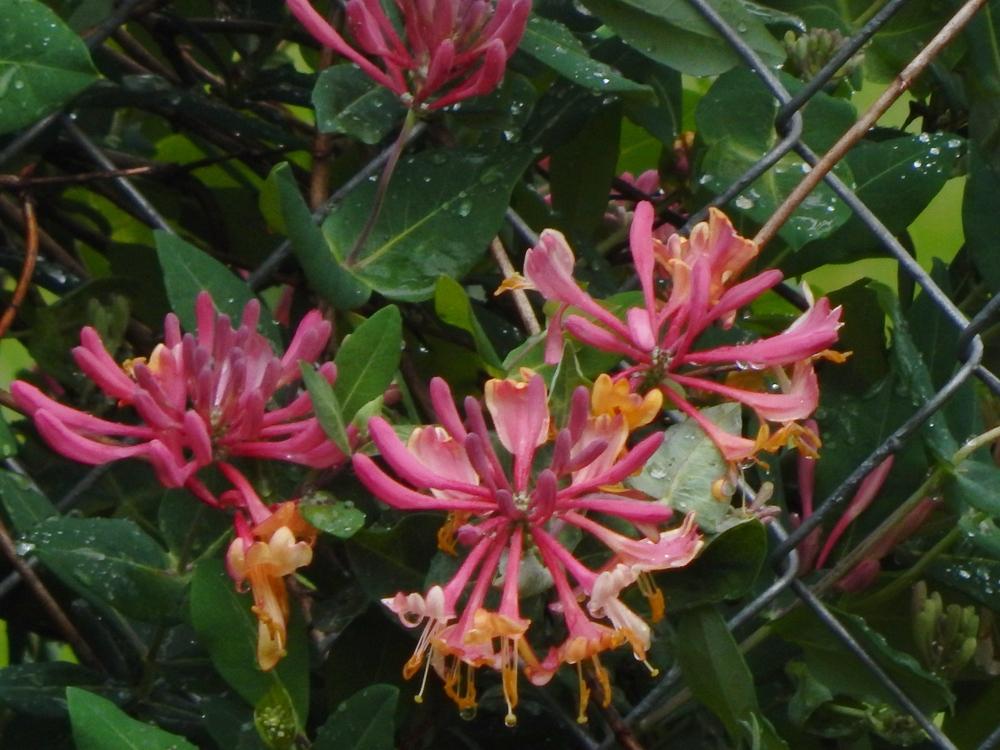 Photo of Gold Flame Honeysuckle (Lonicera x heckrottii 'Gold Flame') uploaded by beenthere