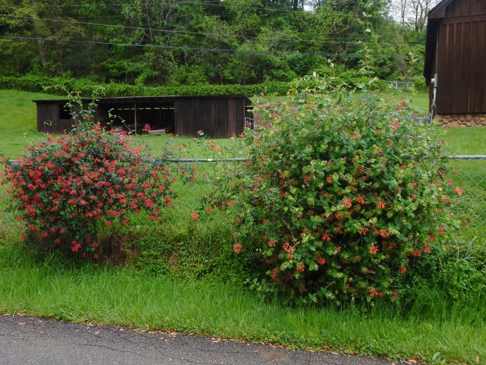 Photo of Brown's Honeysuckle (Lonicera ciliosa 'Dropmore Scarlet') uploaded by beenthere