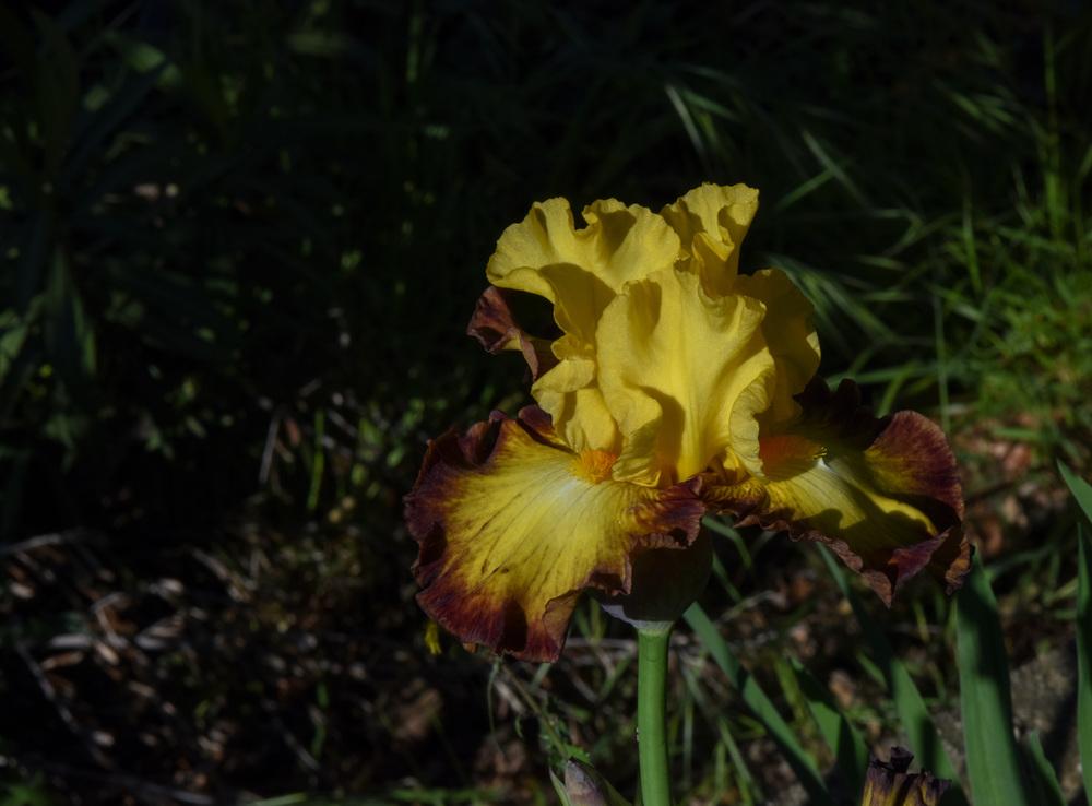 Photo of Tall Bearded Iris (Iris 'Core Values') uploaded by cliftoncat