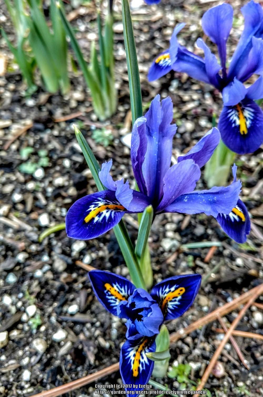 Photo of Reticulated Iris (Iris reticulata 'Harmony.') uploaded by evelyninthegarden