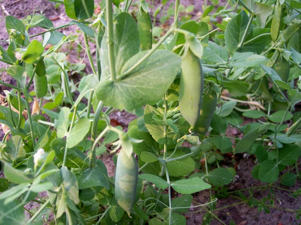 Photo of English Pea (Lathyrus oleraceus 'Premium') uploaded by farmerdill