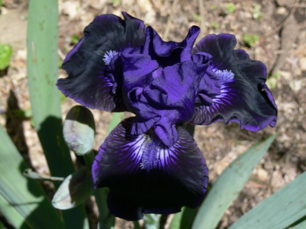 Photo of Intermediate Bearded Iris (Iris 'Star in the Night') uploaded by janwax