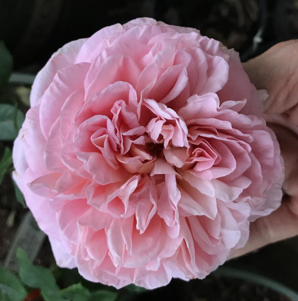 Photo of Rose (Rosa 'Abraham Darby') uploaded by Amazindirt