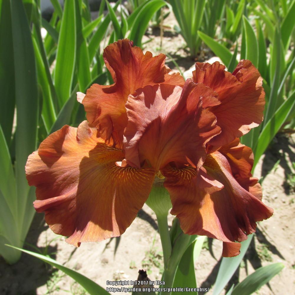 Photo of Tall Bearded Iris (Iris 'Brown Suede Jacket') uploaded by GreenIris