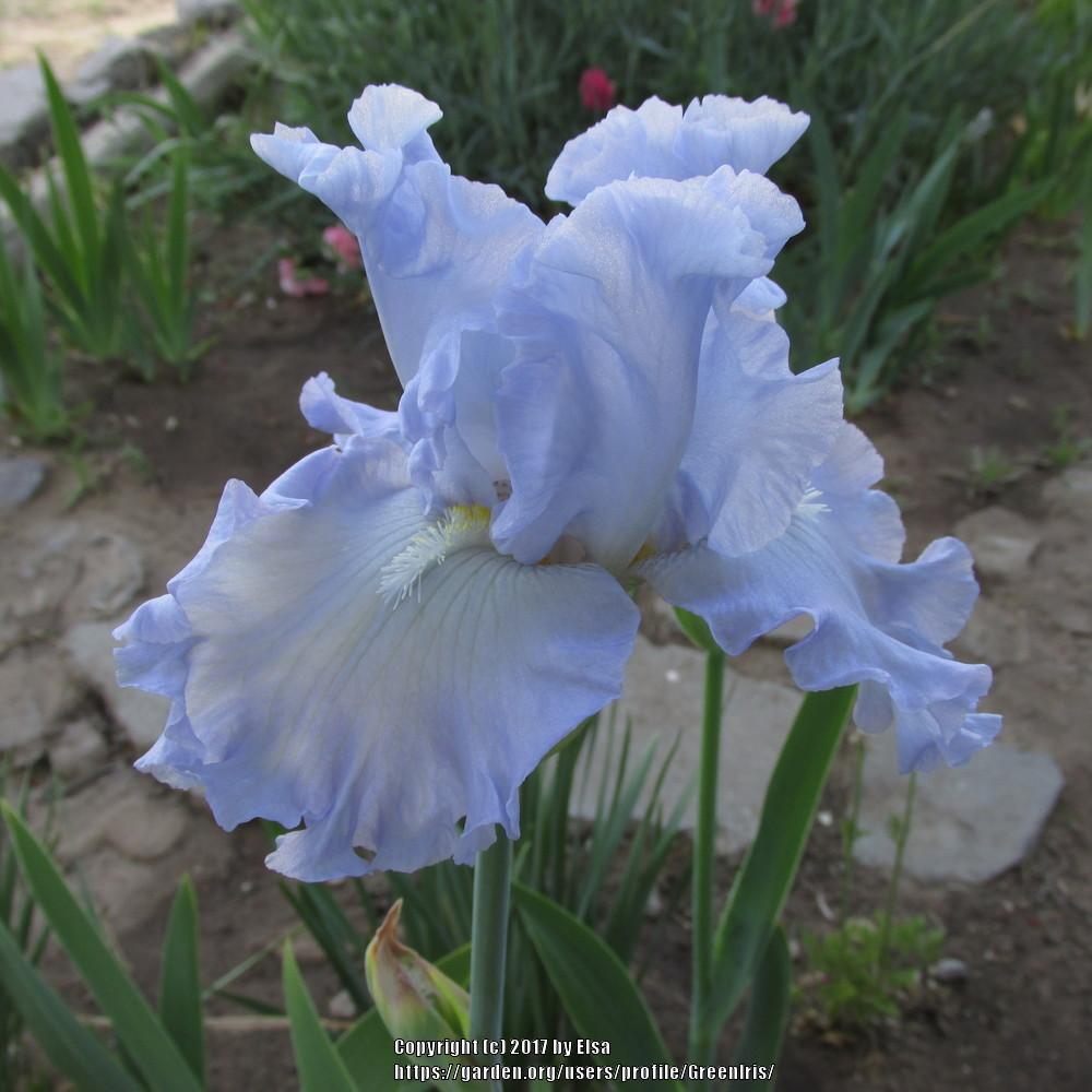 Photo of Tall Bearded Iris (Iris 'Absolute Treasure') uploaded by GreenIris