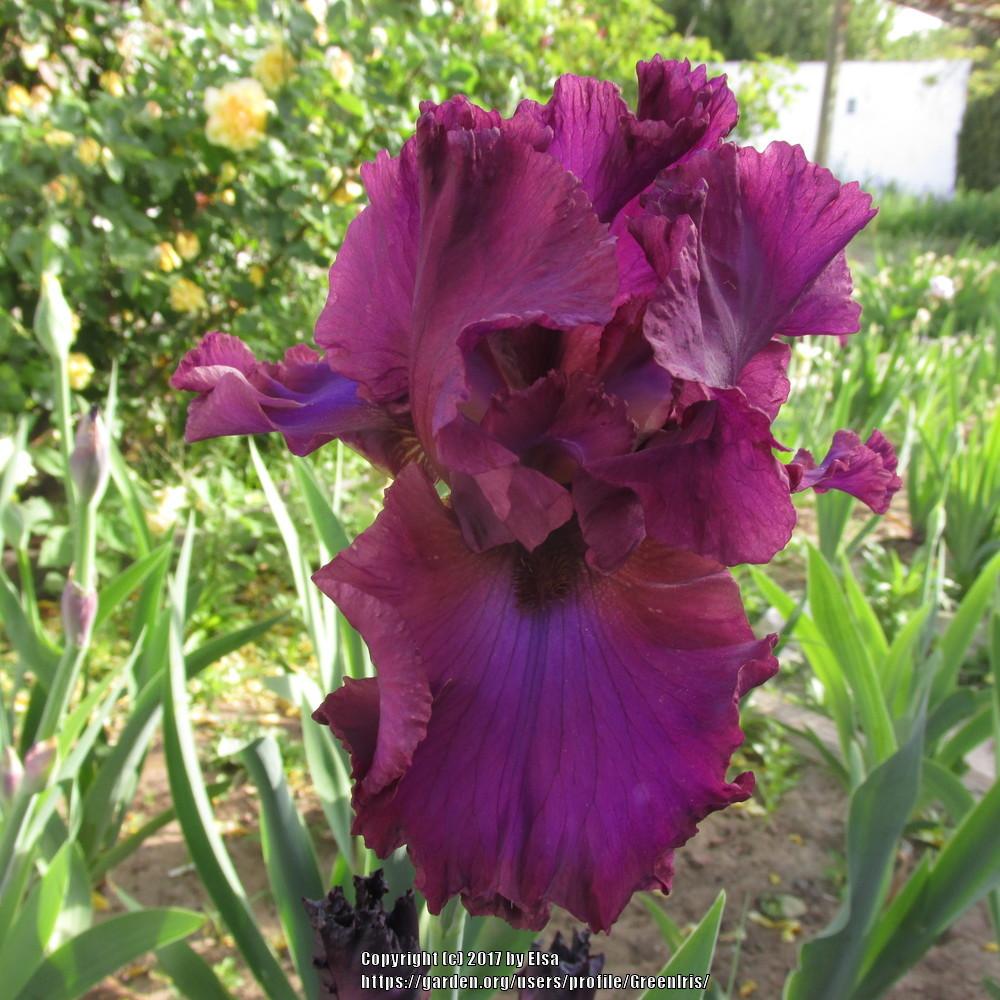 Photo of Tall Bearded Iris (Iris 'Candy Apple Classic') uploaded by GreenIris